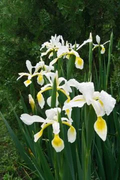 Veiled iris (Iris Spurio) Stock Photos