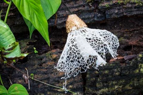 Veiled Lady mushroom in Costa Rica Stock Photos