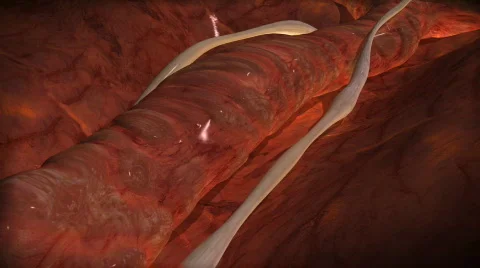 Vein 01 Видео 372797