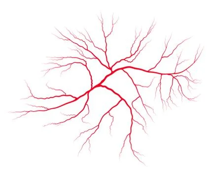 Vein blood system vector symbol icon design. Beautiful illustration isolated  Stock Illustration