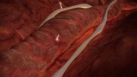 Vein Stock Illustration