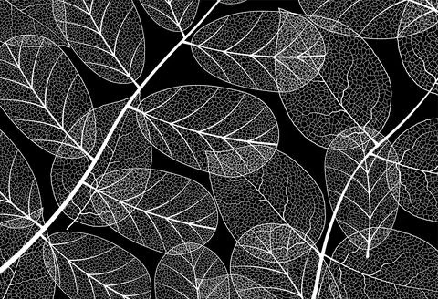 Vein leaf texture tree pattern skeleton vector plant. Leaf vein structure Stock Illustration