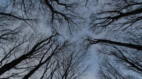 Vein trees Stock Photos