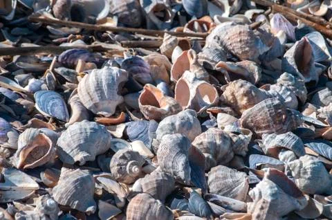 Veined rapa whelk shells Stock Photos