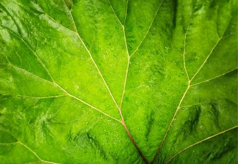 Veins of burdock leaf texture background Stock-Fotos