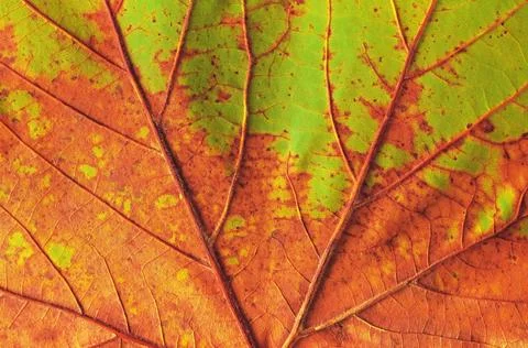 Veins of a fallen maple leaf Stock Photos