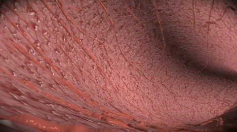 Veins Stock-Footage 133044