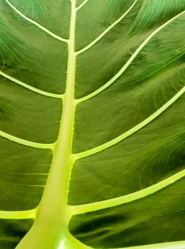 Veins on A Large Leaf Stock Photos
