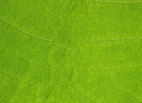 Veins in a leaf against the light Stock Photos