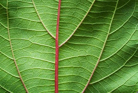Veins of leaf close-up. Stock Photos