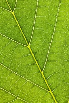 Veins of a leaf Stock Photos