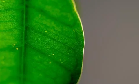 Veins of a leaf Stock Photos