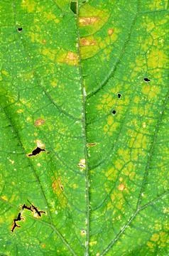 Veins of leaf texture pattern background. Close-up detail. Stock Photos