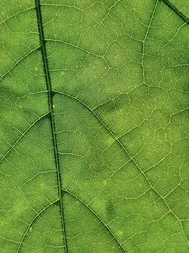 The veins pattern of maple leaf Stock Photos