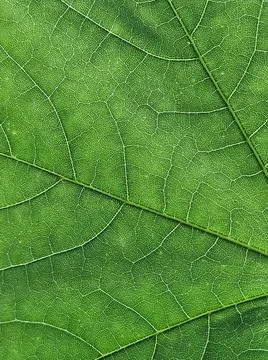 The veins pattern of maple leaf Stock Photos