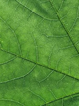 The veins pattern of maple leaf Stock Photos