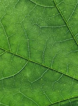 The veins pattern of maple leaf Stock Photos