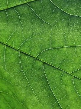 The veins pattern of maple leaf Foto stock