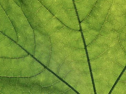 The veins pattern of maple leaf Stock Photos
