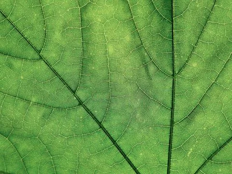 The veins pattern of maple leaf Stock Photos
