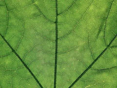 The veins pattern of maple leaf Foto stock