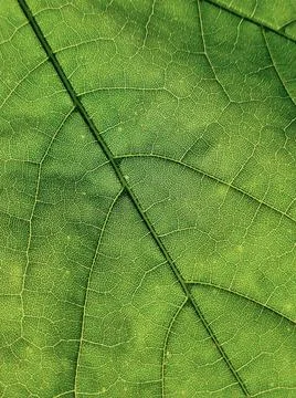 The veins pattern of maple leaf Stock Photos