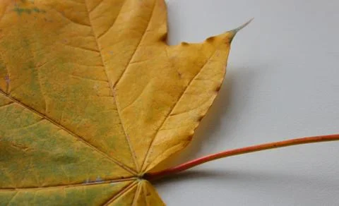 Veins Pattern of Yellow Leaf on Petiole Detailed Stock Photo Stock Photos