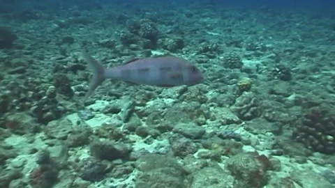 Veke1 Video stock 80544665