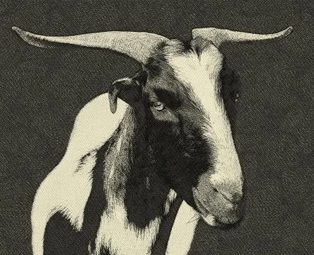 Veld goat drawing Stock Illustration