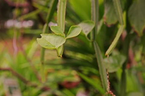 Veld grape, devil's backbone or adamant creeper, herbal medicine Stock Photos