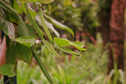 Veld grape, devil's backbone or adamant creeper, herbal medicine Stock Photos