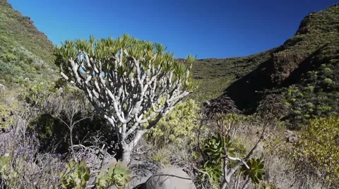 Veld Landscape with Wind Stock Footage 2549312