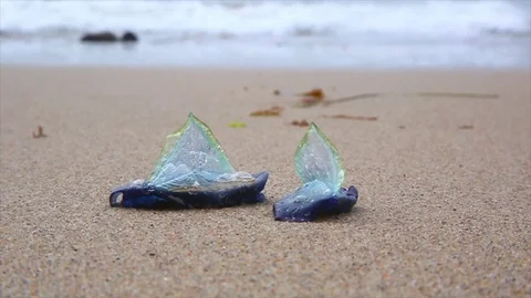 Velella Velella Stock Footage 78554296