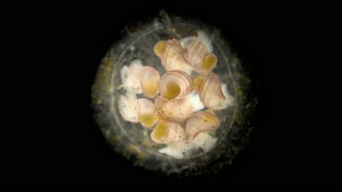 Veliger Mollusca under a microscope, Oenopotinae subfamily. White Sea. Stock Footage 202211209