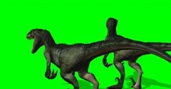 Oviraptor Dinosaurs Run Cycle Green Scre, Stock Video