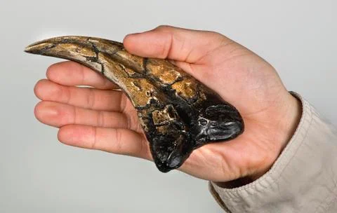 Velociraptor claw. Stock Photos