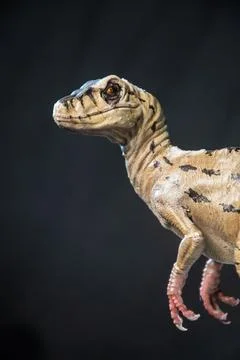 Velociraptor dinosaur  in the dark Stock Photos