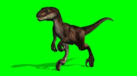 Velociraptor dinosaur runs - green screen Stock Footage