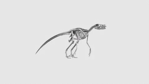 Velociraptor Skeleton Stock Footage 172436518