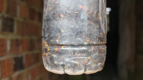 Velutin bees trapped in a plastic bottle Stock Footage 247470236