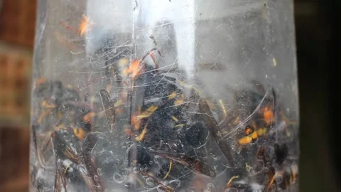 Velutin bees trapped in a plastic bottle Stock Footage 248009339