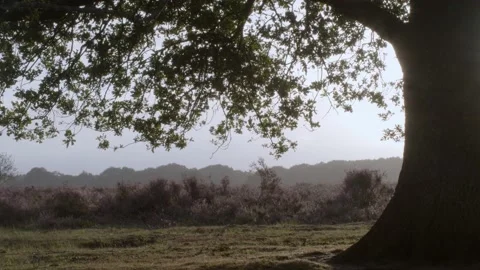 The Veluwe at Sunset Video stock 144109834