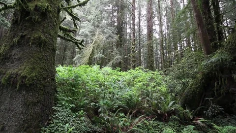 Velvert trees and brush Stock Footage 78547688