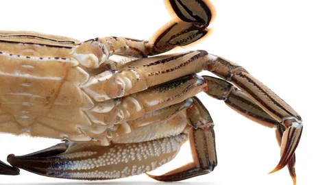 Velvet Crab (Necora puber) Underside White Background Stock Footage 343786365