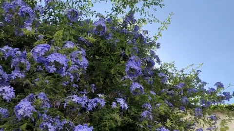 Velvet flowers Stock Footage 124159693