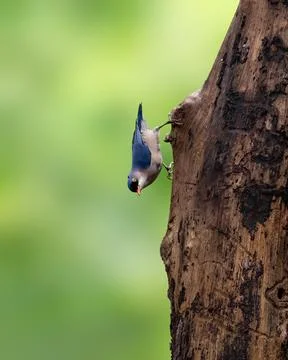 Velvet-fronted nuthatch climbing down the side of a tree trunk Stock Photos