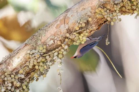 Velvet-fronted nuthatch Stock Photos