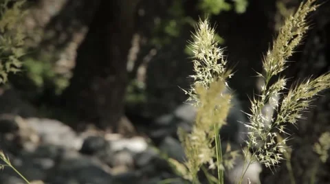 Velvet grass Stock Footage 52964984