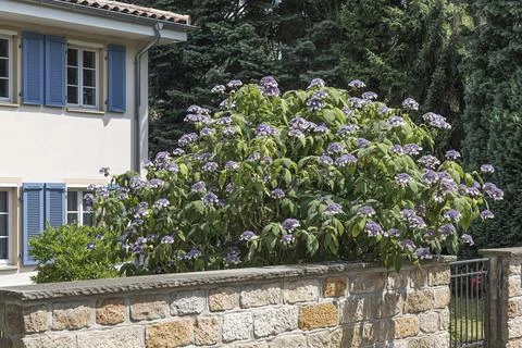Velvet hydrangea (Hydrangea aspera subsp. sargentiana) Stock Photos