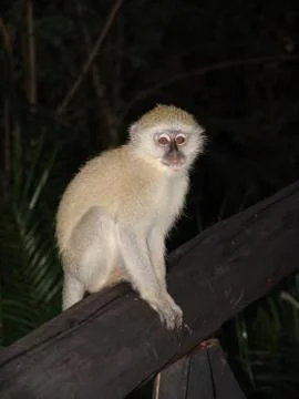 Velvet Monkey Foto stock